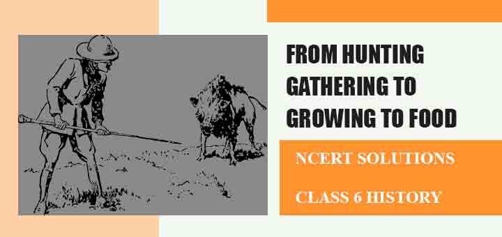 NCERT Solutions for Class 6 History Chapter 2 From Hunting-gathering to growing food Social Scienceimage NCERT Solutions for Class 6 History Chapter 2 From Hunting-gathering to growing food Social Scienceimage